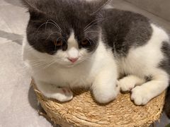 -猫儿山۰猫主题餐厅