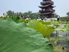 -荷花大观园