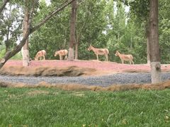 -北京野生动物园