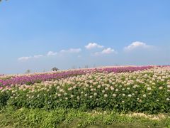 -径山花海