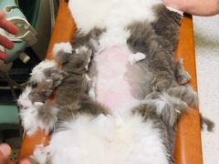 -美联众合动物医院·24h京西诊疗中心