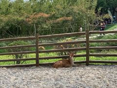 -苏州太湖西山岛开心农场