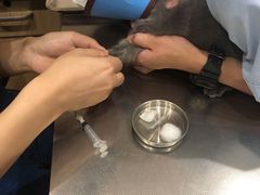 -瑞派名望24h动物医院异宠专科·猫专科·骨科·重症监护分院