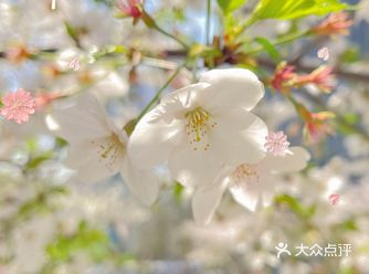你想象不到的南京赏花处 河西金融城樱花大道