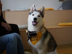 -Husky Go! 哈士奇体验馆·宠物咖啡厅狗咖