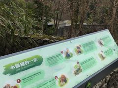 -都江堰中华大熊猫苑
