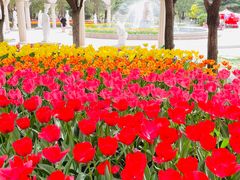 -洛阳郁金香牡丹园