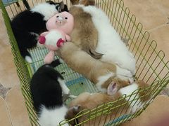 -Let's go狗咖·猫咖·奶狗·桌游(春熙路IFS店)