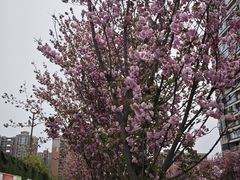 -绵阳人民公园(涪城区)