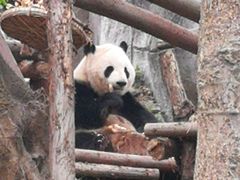 景点-成都大熊猫繁育研究基地