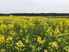 -武汉紫薇都市田园