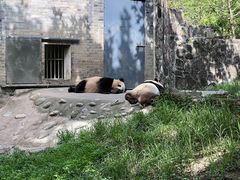 -都江堰中华大熊猫苑