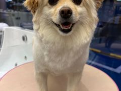 -FAELING PETS美天灵宠物(富力广场店)