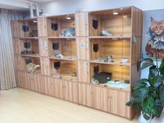 -猫十亿·布偶金渐层·曼基康矮脚猫舍(青年路店)