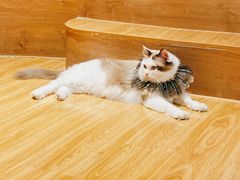 -啵啵喵·猫咖(攀华国际店)