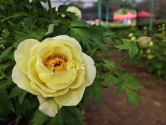 -洛阳市隋唐城遗址植物园