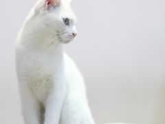 -Heymao猫咖.咖啡厅(东门店)