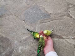 -南宫五洲植物乐园