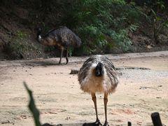 -深圳野生动物园