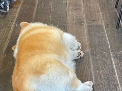 -肥朵食堂(带梦胡同店)