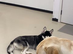 -共舞时光猫咖·狗咖(新街口店)