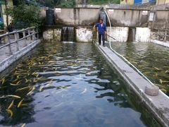 捞鱼师傅-建社鱼庄(管坪店)