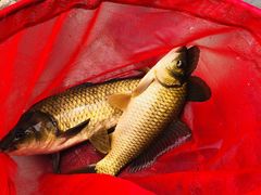 -酷鱼垂钓CLUB(朝阳区博大路店 )