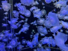 -太平洋海底世界