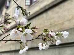 -武汉大学-樱园