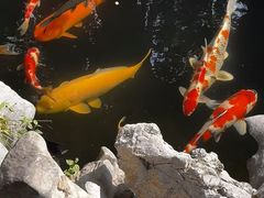 -鲤院·新中式美学·庭院餐厅(夫子庙店)