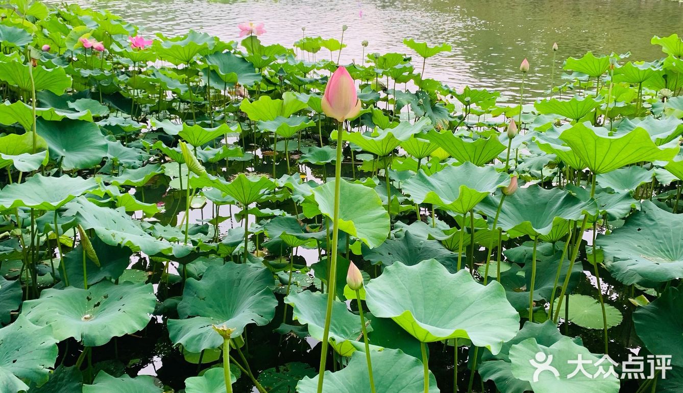 北京最值得去的免费公园｜紫竹院赏荷花🌸