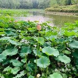 北京最值得去的免费公园｜紫竹院赏荷花🌸