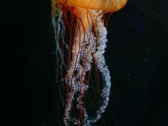 -新加坡海洋生态馆