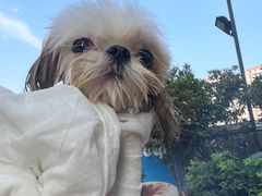 -帕帕拉兹宠物(亚洲旗舰店)