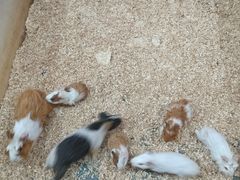 -上海大自然野生昆虫馆