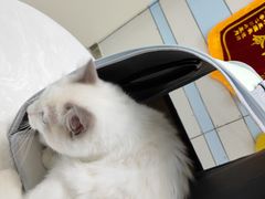 -中农国际动物医院24小时·猫科·骨科·急重症中心