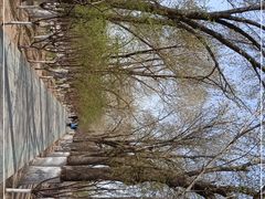 -桃花堤公园