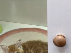 -青奢宠物·青奢猫舍