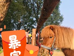 -秀丽东方