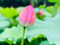-陈家山荷花公园