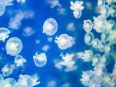 -海合安武汉极地海洋公园