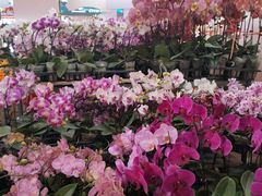 -越秀西湖花市(广州城市广场花卉店)