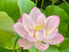 -费孝通江村纪念馆