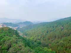 -铁山坪森林公园