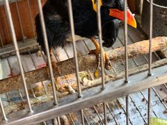 -香港久记牛腩云吞面(友好广场店)