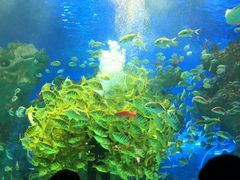 -芜湖新华联大白鲸海洋公园