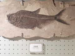 -辽宁古生物博物馆
