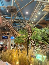 -卡通尼·Safari非洲探索乐园·生日会(金桥国际商业广场店)