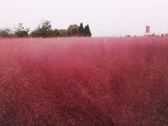 -羊亭河湿地公园