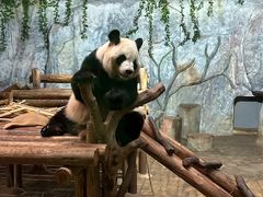 -深圳野生动物园